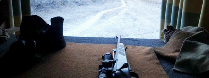 Gun