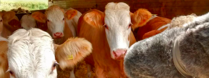 Recording pig and cow sound effects on a farm in Hampshire, UK