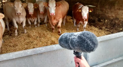 Recording Cows