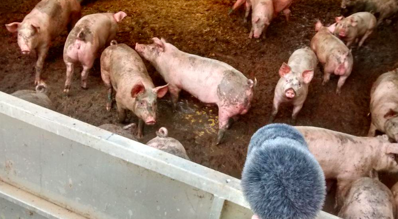 Recording Pigs