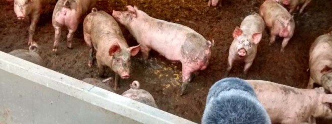 Recording Pigs