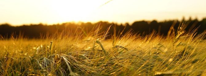 Summer field