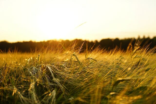 Summer field