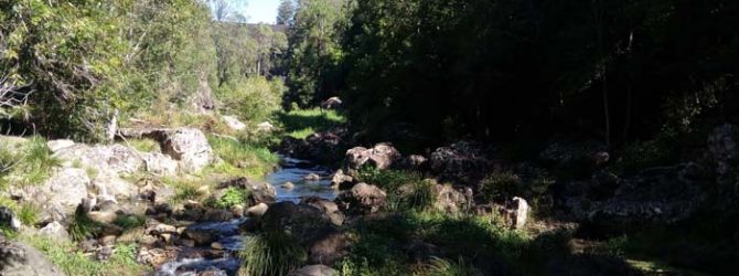 Creek at Kondalilla