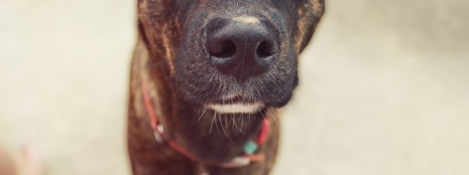 Dog close up