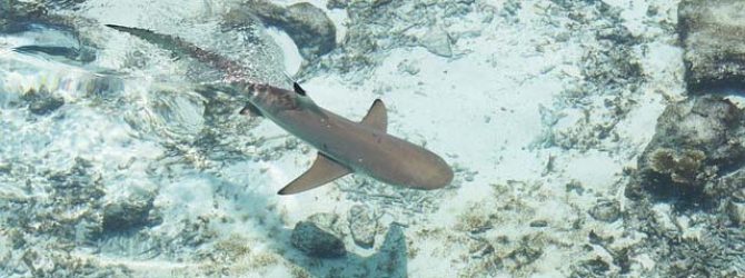 Shark