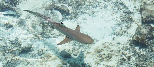 Lots of new sounds just added including sharks!