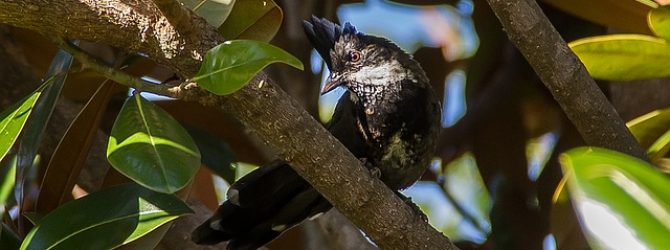 Eastern Whipbird
