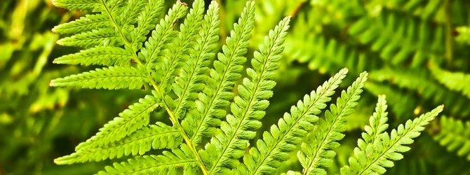 Fern plant