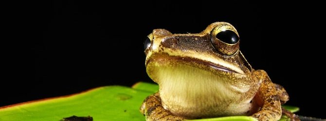 Frog