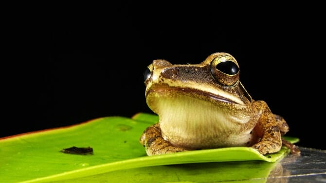 New soundfx added: frogs, sleigh bells and more