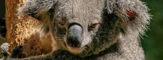 Koala