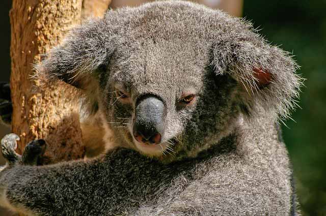 New sounds: Koala, Chickens, Cockatoos and Indonesia ambiences
