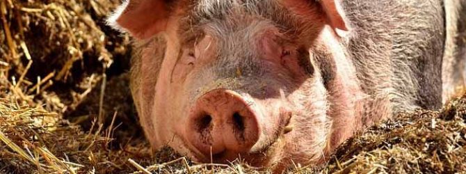 Pig lying down