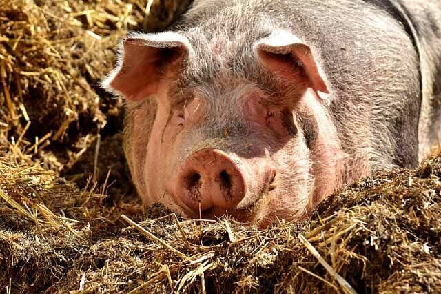 Pig grunts, cartoon water drips and lots of other new sounds added and new royalty free music