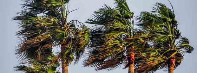 Wind in palm trees