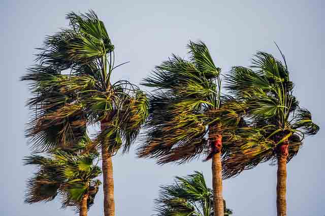 Wind in palm trees