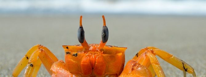 Free crab sound effects