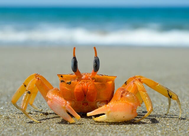 Free crab sound effects