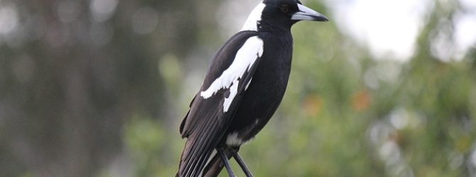 Australian Magpie