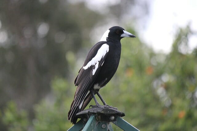 Free medieval torches, magpies and more free sound effects just added