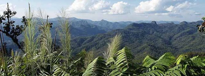Thai jungle