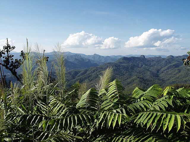 Thai jungle