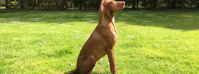 Hungarian Pointer Dog