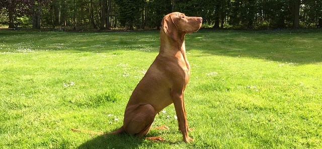 Water sizzles, dog barks and 71 new free sounds just added