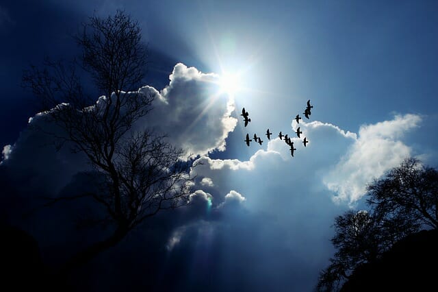 Birds flying