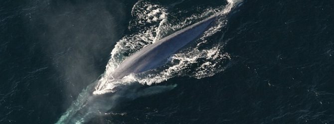 Blue whale