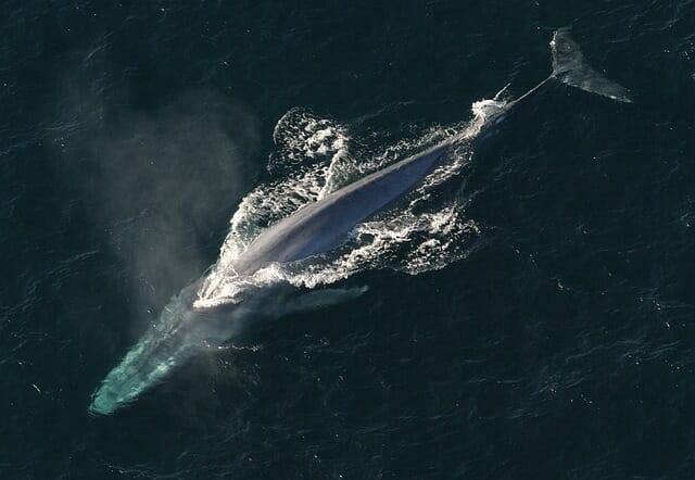 Blue whale