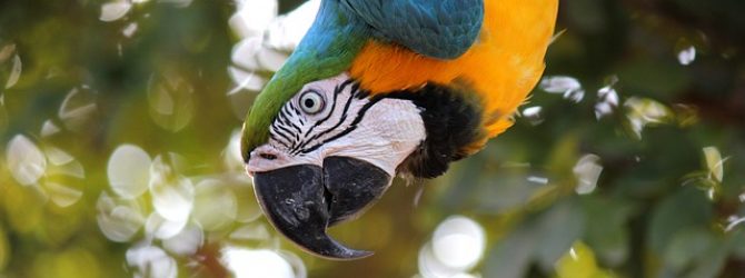 Parrot Macaw