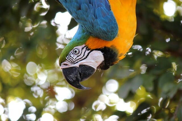 Recording tropical bird sound effects