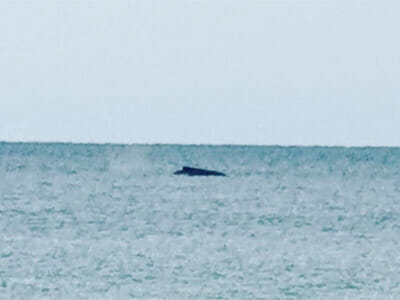 Humpback whale at Mooloolaba